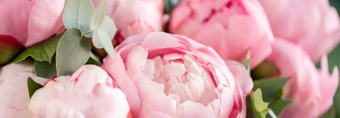 Nahaufnahme von rosa Pfingstrosen