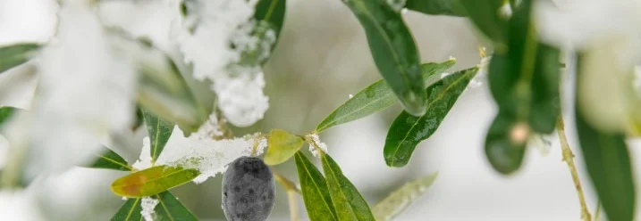 Olivenzweig mit Oliven im Schnee