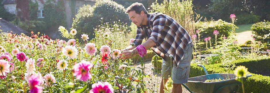 Person pflegt Blumen mit Schubkarre