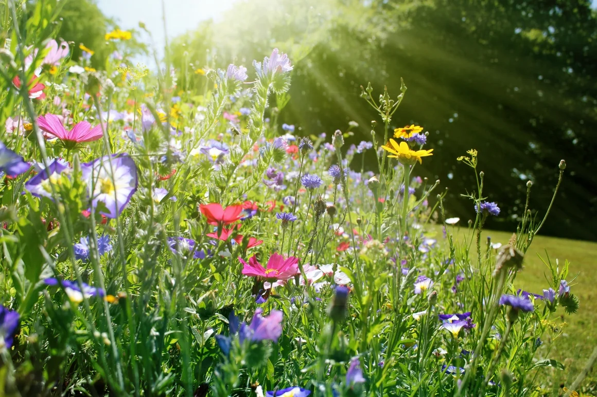 Bunte Blumenwiese im Sonnenschein