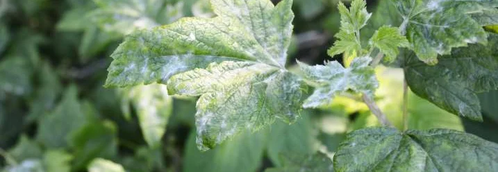 Blatt mit Mehltau