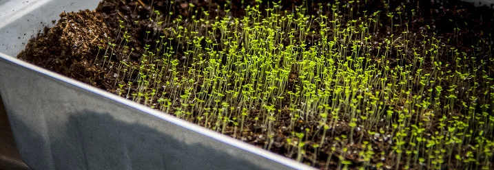 Kleine grüne Pflanzen in Anzuchterde
