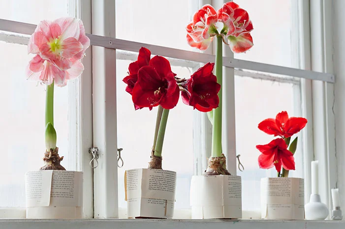 Fünf rote und rosa Amaryllis in Blüte