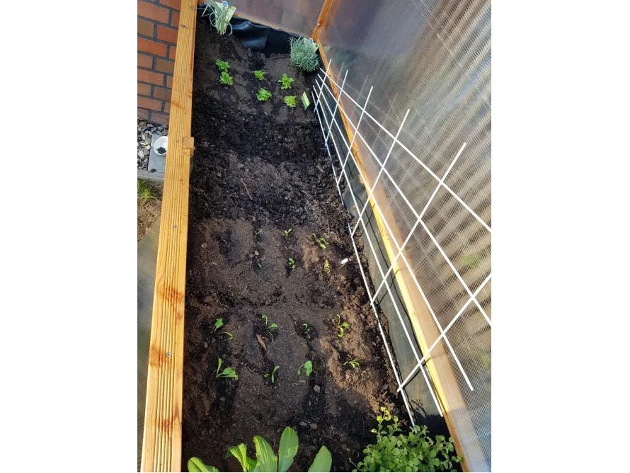 Holzbeet mit Jungpflanzen und Rankhilfe