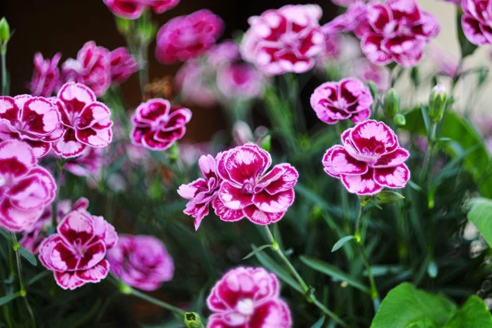 Rosa und weiße Gartennelken