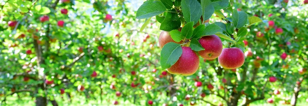 Rote Äpfel an einem Baum