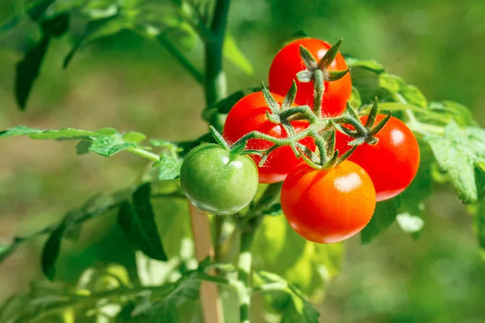 Tomatenpflanze mit roten und grünen Tomaten