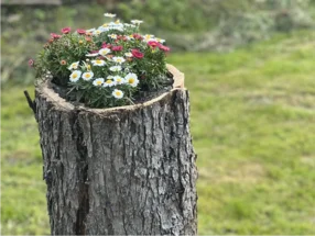 Blumen in einem Baumstumpf