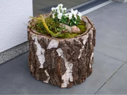 Pflanzgefäß aus einem Birkenstamm