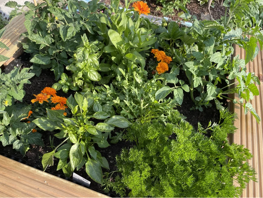 Hochbeet mit Tomaten, Basilikum und Ringelblumen