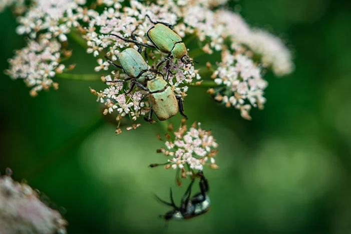 Drei Käfer auf weißen Blüten
