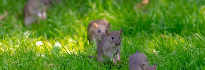 Rattenfamilie im Gras