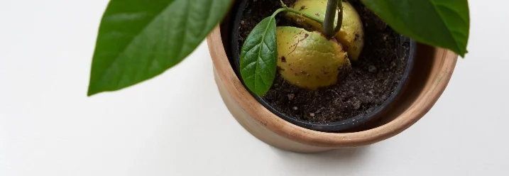 Avocado Pflanze im Topf